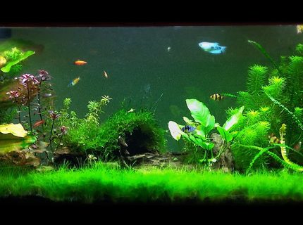Rated #3: 125 Gallons Freshwater Fish Tank - 125 gallon tank Rated #3: 125 Gallons Freshwater Fish Tank - 125 gallon tank