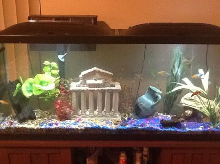 50 gallons freshwater fish tank (mostly fish and non-living decorations) - 50 gallon freshwater 50 gallons freshwater fish tank (mostly fish and non-living decorations) - 50 gallon freshwater