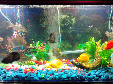 67 gallons freshwater fish tank (mostly fish and non-living decorations) - New Setup of 67 gallon tank with Oscar, Blood Parrot, Silver dollar, Bala Shark, Argus, Tin foil etc. All non living plant. 67 gallons freshwater fish tank (mostly fish and non-living decorations) - New Setup of 67 gallon tank with Oscar, Blood Parrot, Silver dollar, Bala Shark, Argus, Tin foil etc. All non living plant.