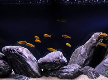 63 gallons freshwater fish tank (mostly fish and non-living decorations) - yellow lab tank 63 gallons freshwater fish tank (mostly fish and non-living decorations) - yellow lab tank