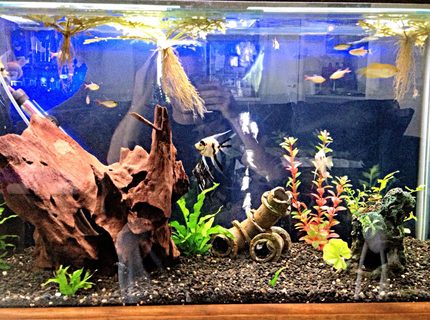 45 gallons freshwater fish tank (mostly fish and non-living decorations) - 3 foot community tank with angels,
gouramis, red eye tetras, red blue columbian tetras &
bristlenose catfish 45 gallons freshwater fish tank (mostly fish and non-living decorations) - 3 foot community tank with angels,
gouramis, red eye tetras, red blue columbian tetras &
bristlenose catfish