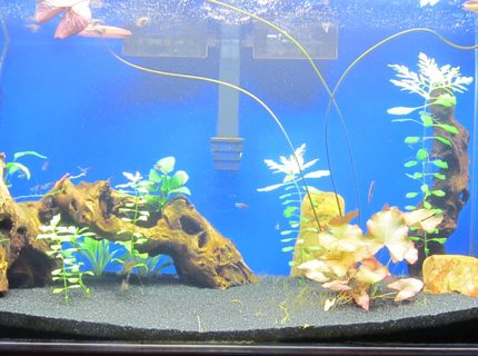 50 gallons freshwater fish tank (mostly fish and non-living decorations) - Planted 50 Gallon 50 gallons freshwater fish tank (mostly fish and non-living decorations) - Planted 50 Gallon