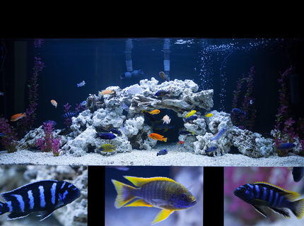 Rated #5: 162 Gallons Freshwater Fish Tank - Custom 162 Gallon tank with Starphire glass. African Cichlids. Rated #5: 162 Gallons Freshwater Fish Tank - Custom 162 Gallon tank with Starphire glass. African Cichlids.