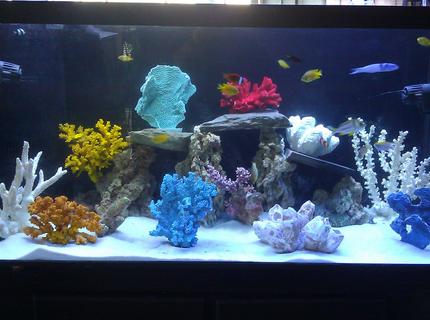 90 gallons freshwater fish tank (mostly fish and non-living decorations) - 90 gallon tank fish only 90 gallons freshwater fish tank (mostly fish and non-living decorations) - 90 gallon tank fish only