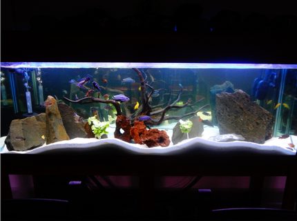 130 gallons freshwater fish tank (mostly fish and non-living decorations) - My Tank 130 gallons freshwater fish tank (mostly fish and non-living decorations) - My Tank