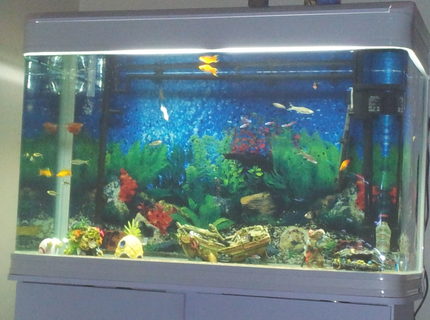 250 gallons freshwater fish tank (mostly fish and non-living decorations) - My First Fish Tank 250 gallons freshwater fish tank (mostly fish and non-living decorations) - My First Fish Tank