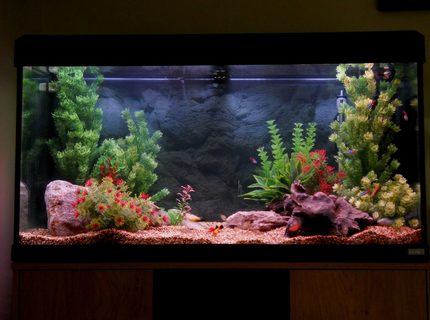 53 gallons freshwater fish tank (mostly fish and non-living decorations) - 200 litre 53 gallons freshwater fish tank (mostly fish and non-living decorations) - 200 litre
