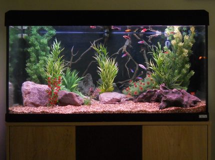 53 gallons freshwater fish tank (mostly fish and non-living decorations) - 200 litre 53 gallons freshwater fish tank (mostly fish and non-living decorations) - 200 litre