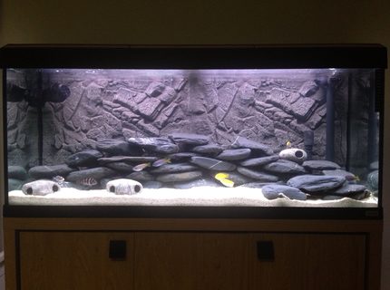 50 gallons freshwater fish tank (mostly fish and non-living decorations) - Malawi setup 50 gallons freshwater fish tank (mostly fish and non-living decorations) - Malawi setup