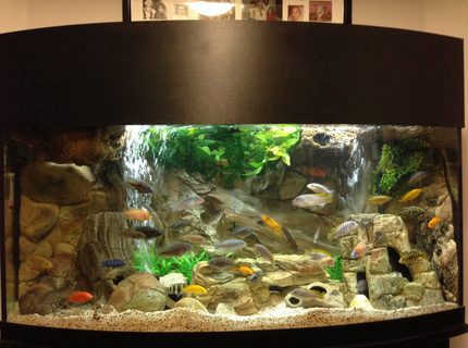 Rated #1: 72 Gallons Freshwater Fish Tank - 72 Gallon Bow Front Mixed Malawi Peacock Cichlid Aquarium Rated #1: 72 Gallons Freshwater Fish Tank - 72 Gallon Bow Front Mixed Malawi Peacock Cichlid Aquarium