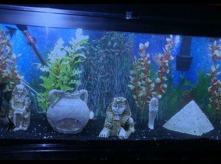 50 gallons freshwater fish tank (mostly fish and non-living decorations) - My 50 gallon fresh water tank. 50 gallons freshwater fish tank (mostly fish and non-living decorations) - My 50 gallon fresh water tank.