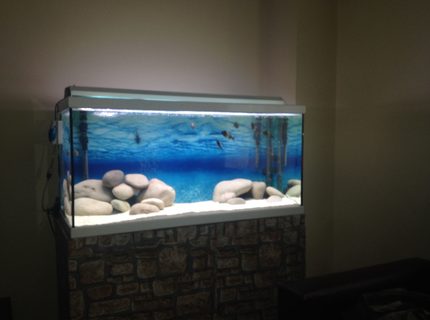 200 gallons freshwater fish tank (mostly fish and non-living decorations) - Tropheus ikola wc f0 200 gallons freshwater fish tank (mostly fish and non-living decorations) - Tropheus ikola wc f0