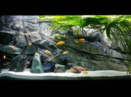 Rated #2: 450 Gallons Freshwater Fish Tank - Mlawi tank Rated #2: 450 Gallons Freshwater Fish Tank - Mlawi tank