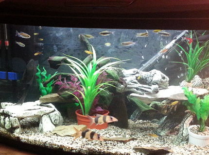 23 gallons freshwater fish tank (mostly fish and non-living decorations) - Trying to create a happy place for the loaches and shark while creating a bit of freedom for my tetras 23 gallons freshwater fish tank (mostly fish and non-living decorations) - Trying to create a happy place for the loaches and shark while creating a bit of freedom for my tetras