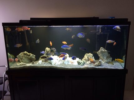 220 gallons freshwater fish tank (mostly fish and non-living decorations) - 220 gallon peacock and hap tank 220 gallons freshwater fish tank (mostly fish and non-living decorations) - 220 gallon peacock and hap tank