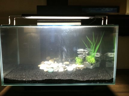7 gallons freshwater fish tank (mostly fish and non-living decorations) - This is my tank I will upload more as I go 7 gallons freshwater fish tank (mostly fish and non-living decorations) - This is my tank I will upload more as I go