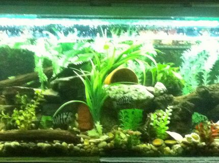 90 gallons freshwater fish tank (mostly fish and non-living decorations) - My 6ft tank 90 gallons freshwater fish tank (mostly fish and non-living decorations) - My 6ft tank