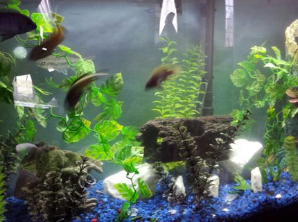 72 gallons freshwater fish tank (mostly fish and non-living decorations) - Aggressive fresh water 72 gallons freshwater fish tank (mostly fish and non-living decorations) - Aggressive fresh water