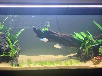 20 gallons freshwater fish tank (mostly fish and non-living decorations) - This is a new 20G long and it is a work in progress. This tank has co2, plant fertilizers, a canister filter, fuseray lighting, etc. 20 gallons freshwater fish tank (mostly fish and non-living decorations) - This is a new 20G long and it is a work in progress. This tank has co2, plant fertilizers, a canister filter, fuseray lighting, etc.