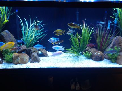 Rated #10: 120 Gallons Freshwater Fish Tank - 120 gallon mbuna-peacock tank with 9 more peacocks on the way. Rated #10: 120 Gallons Freshwater Fish Tank - 120 gallon mbuna-peacock tank with 9 more peacocks on the way.