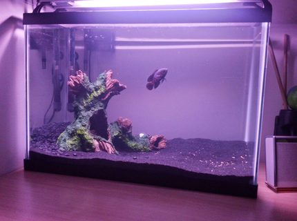 20 gallons freshwater fish tank (mostly fish and non-living decorations) - Last sunday I took 1,0 of tafil and suddenly I had the urge to go to petco. 20 gallons freshwater fish tank (mostly fish and non-living decorations) - Last sunday I took 1,0 of tafil and suddenly I had the urge to go to petco.