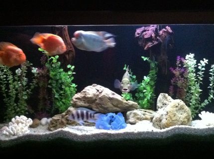 140 gallons freshwater fish tank (mostly fish and non-living decorations) - My fish tank... 140 gallons freshwater fish tank (mostly fish and non-living decorations) - My fish tank...