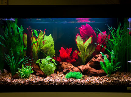 27 gallons freshwater fish tank (mostly fish and non-living decorations) - Many of you saw the previous incarnation of this tank several weeks back. Well this is take two, which incorporates many of the subtle improvements I was planning to implement. The tank is designed simply to be a colorful centrepiece to my living room. As such it is not replicating any particular habitat. I Just want it to pop! 27 gallons freshwater fish tank (mostly fish and non-living decorations) - Many of you saw the previous incarnation of this tank several weeks back. Well this is take two, which incorporates many of the subtle improvements I was planning to implement. The tank is designed simply to be a colorful centrepiece to my living room. As such it is not replicating any particular habitat. I Just want it to pop!