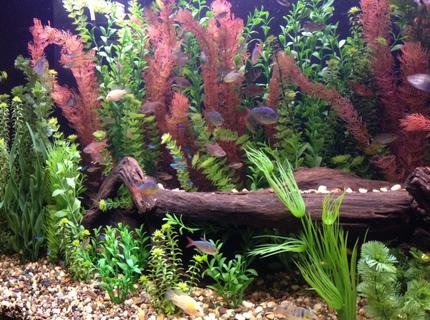 135 gallons freshwater fish tank (mostly fish and non-living decorations) 135 gallons freshwater fish tank (mostly fish and non-living decorations)