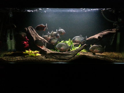 160 gallons freshwater fish tank (mostly fish and non-living decorations) - My main tank 160 gallons freshwater fish tank (mostly fish and non-living decorations) - My main tank