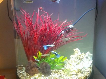 5 gallons freshwater fish tank (mostly fish and non-living decorations) - My first tank (5 Gallon) 5 gallons freshwater fish tank (mostly fish and non-living decorations) - My first tank (5 Gallon)