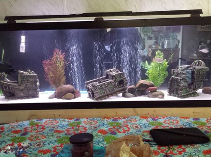 135 gallons freshwater fish tank (mostly fish and non-living decorations) - Hard to fit a tank 6 foot long in a good picture. Lol 135 gallons freshwater fish tank (mostly fish and non-living decorations) - Hard to fit a tank 6 foot long in a good picture. Lol