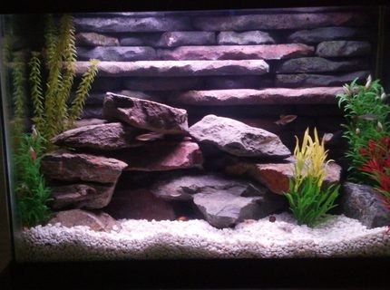20 gallons freshwater fish tank (mostly fish and non-living decorations) - 20 Gallon freshwater tank with custom 3D background and rockscape. Uses two aquaclear 50 gallon HOB filters and heater incorporated into the 3D background. This tank was a lot of fun to build and goes to show you can do a lot with small spaces. 20 gallons freshwater fish tank (mostly fish and non-living decorations) - 20 Gallon freshwater tank with custom 3D background and rockscape. Uses two aquaclear 50 gallon HOB filters and heater incorporated into the 3D background. This tank was a lot of fun to build and goes to show you can do a lot with small spaces.