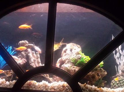 4 gallons freshwater fish tank (mostly fish and non-living decorations) - current 4 gallons freshwater fish tank (mostly fish and non-living decorations) - current