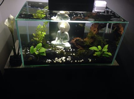 6 gallons freshwater fish tank (mostly fish and non-living decorations) - 6 gallon nano tank in progress. Only 3 months old. Advice is welcome ! 6 gallons freshwater fish tank (mostly fish and non-living decorations) - 6 gallon nano tank in progress. Only 3 months old. Advice is welcome !