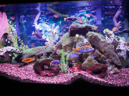 Rated #10: 90 Gallons Freshwater Fish Tank - 90 gallon African tank. Rated #10: 90 Gallons Freshwater Fish Tank - 90 gallon African tank.