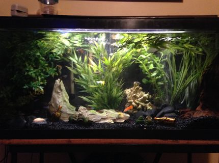 Rated #9: 30 Gallons Freshwater Fish Tank - my tanks redone!! nothing special but its a change Rated #9: 30 Gallons Freshwater Fish Tank - my tanks redone!! nothing special but its a change