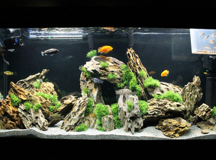 Rated #1: 60 Gallons Freshwater Fish Tank - 60g Marineland Heartland Setup
2 x Fluval 306 Canister Filters
1 Aquaclear 70 Powerhead + Quick Filter attachment
1 500gph Fan
200 Watt Heater
Flourescent Lighting + Custom LED Strip Lighting with Remote
105lbs Dragon Stone
60g Marineland Heartland Setup
2 x Fluval 306 Canister Filters
1 Aquaclear 70 Powerhead + Quick Filter attachment
1 900gph Fan
1 500gph Fan
200 Watt Heater
Flourescent Lighting + Custom LED Strip Lighting with Remote =)
Stock (Mixed)
2 Red Zebra (Mama & Papa)
2 Kenyi (Kenny & Wesley Stripes)
1 Aratus (Dexter)
1 OB Peacock (OBI WON)
1 Sunshine Peacock (Dora the Explora)
1 Assorted/Hybrid Peacock (Rick James)
1 Venustus (GI Jane)
1 Ice Blue Zebra (Stanley)
1 Electric Yellow Lab (Pepe)
2 Bumble Bee (Tweedle Dee & Tweedle Dumb)
1 Jewel (Lone Ranger)
1 Plecco (Plectomus Prime)
& 11 Red Zebra Fry Rated #1: 60 Gallons Freshwater Fish Tank - 60g Marineland Heartland Setup
2 x Fluval 306 Canister Filters
1 Aquaclear 70 Powerhead + Quick Filter attachment
1 500gph Fan
200 Watt Heater
Flourescent Lighting + Custom LED Strip Lighting with Remote
105lbs Dragon Stone
60g Marineland Heartland Setup
2 x Fluval 306 Canister Filters
1 Aquaclear 70 Powerhead + Quick Filter attachment
1 900gph Fan
1 500gph Fan
200 Watt Heater
Flourescent Lighting + Custom LED Strip Lighting with Remote =)
Stock (Mixed)
2 Red Zebra (Mama & Papa)
2 Kenyi (Kenny & Wesley Stripes)
1 Aratus (Dexter)
1 OB Peacock (OBI WON)
1 Sunshine Peacock (Dora the Explora)
1 Assorted/Hybrid Peacock (Rick James)
1 Venustus (GI Jane)
1 Ice Blue Zebra (Stanley)
1 Electric Yellow Lab (Pepe)
2 Bumble Bee (Tweedle Dee & Tweedle Dumb)
1 Jewel (Lone Ranger)
1 Plecco (Plectomus Prime)
& 11 Red Zebra Fry
