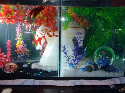 50 gallons freshwater fish tank (mostly fish and non-living decorations) - My babies. Red CombTail Betta & Blue CrownTail Betta. 50 gallons freshwater fish tank (mostly fish and non-living decorations) - My babies. Red CombTail Betta & Blue CrownTail Betta.