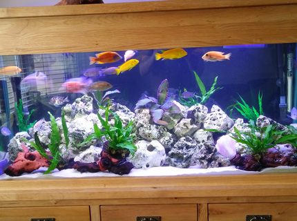 80 gallons freshwater fish tank (mostly fish and non-living decorations) - Malawi tank 80 gallons freshwater fish tank (mostly fish and non-living decorations) - Malawi tank