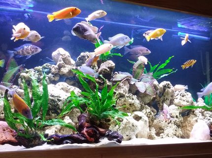 80 gallons freshwater fish tank (mostly fish and non-living decorations) - First Cichlid setup 80 gallons freshwater fish tank (mostly fish and non-living decorations) - First Cichlid setup