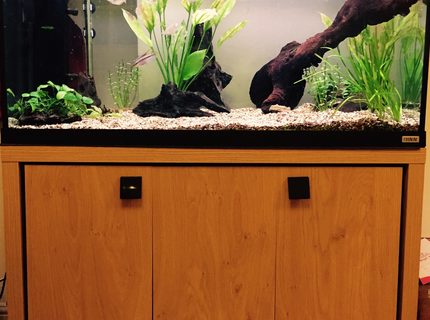50 gallons freshwater fish tank (mostly fish and non-living decorations) - Fluval Roma 200 50 gallons freshwater fish tank (mostly fish and non-living decorations) - Fluval Roma 200