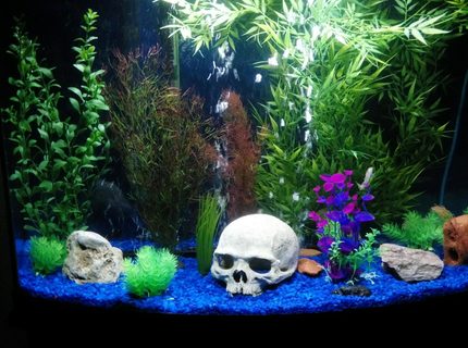46 gallons freshwater fish tank (mostly fish and non-living decorations) - First tank build 46 gallons freshwater fish tank (mostly fish and non-living decorations) - First tank build