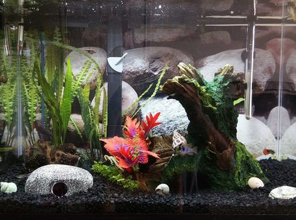 20 gallons freshwater fish tank (mostly fish and non-living decorations) - It works for now, until I decide to upgrade. 20 gallons freshwater fish tank (mostly fish and non-living decorations) - It works for now, until I decide to upgrade.
