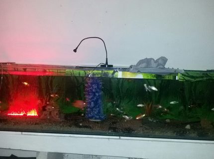 260 gallons freshwater fish tank (mostly fish and non-living decorations) - my large tank 260 gallons freshwater fish tank (mostly fish and non-living decorations) - my large tank