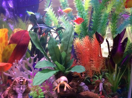20 gallons freshwater fish tank (mostly fish and non-living decorations) - My discription of my aquarium would be: My New Aquarium. With things I am interested in.
The Sphix, Greek Ruins, Treasure Hunting, Scuba Diving, Different Plants, Mermaids, and Lots Of Color! 20 gallons freshwater fish tank (mostly fish and non-living decorations) - My discription of my aquarium would be: My New Aquarium. With things I am interested in.
The Sphix, Greek Ruins, Treasure Hunting, Scuba Diving, Different Plants, Mermaids, and Lots Of Color!