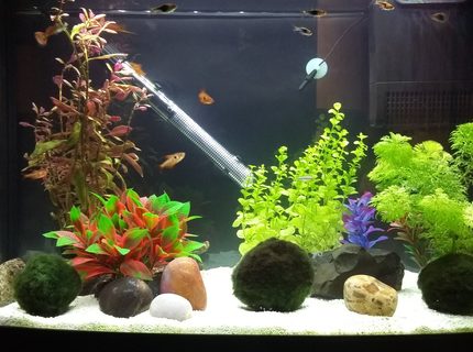 16 gallons freshwater fish tank (mostly fish and non-living decorations) - One plastic plant and weighted and potted plants and moss balls. A relatively peaceful community tank with one feisty guppy and a dive bombing red phantom. 16 gallons freshwater fish tank (mostly fish and non-living decorations) - One plastic plant and weighted and potted plants and moss balls. A relatively peaceful community tank with one feisty guppy and a dive bombing red phantom.