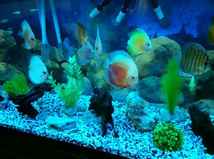 90 gallons freshwater fish tank (mostly fish and non-living decorations) - My discus tank... 90 gallons freshwater fish tank (mostly fish and non-living decorations) - My discus tank...