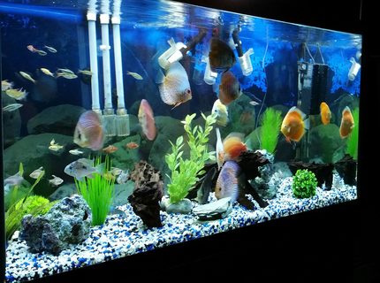90 gallons freshwater fish tank (mostly fish and non-living decorations) - discus tank... 90 gallons freshwater fish tank (mostly fish and non-living decorations) - discus tank...