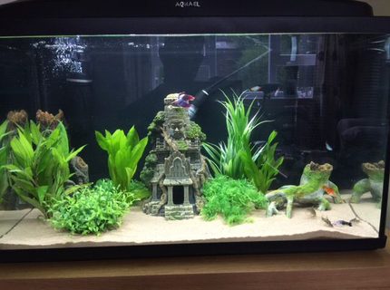 20 gallons freshwater fish tank (mostly fish and non-living decorations) - My 20 Gallon. 20 gallons freshwater fish tank (mostly fish and non-living decorations) - My 20 Gallon.