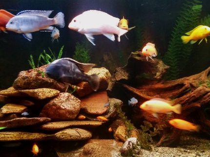 92 gallons freshwater fish tank (mostly fish and non-living decorations) - A new pic 92 gallons freshwater fish tank (mostly fish and non-living decorations) - A new pic